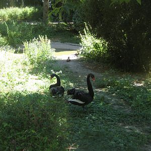 Frydenlund Fuglepark - Swan/shelduck exhibit