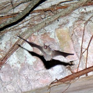 silver-tipped myotis (Myotis albescens)