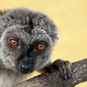 Sp ID? common brown lemur (Eulemur fulvus)