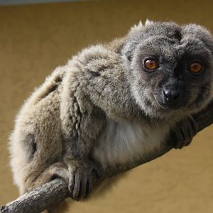 Sp ID? common brown lemur (Eulemur fulvus)
