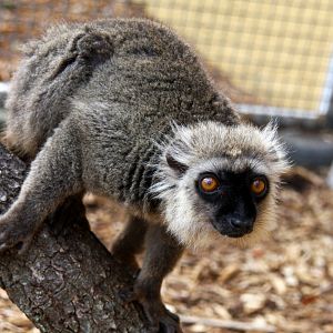 Sanford's brown lemur (Eulemur sanfordi)