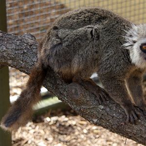 Sanford's brown lemur (Eulemur sanfordi)