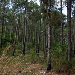 ring-tailed lemur (Lemur catta) in the forest