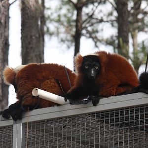 red ruffed lemur (Varecia rubra)
