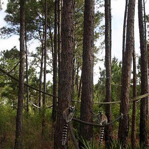 ring-tailed lemur (Lemur catta)