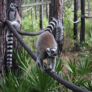ring-tailed lemur (Lemur catta)
