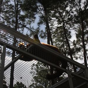 red ruffed lemur (Varecia rubra)