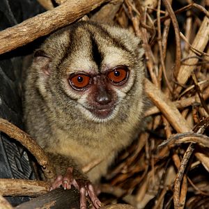 Spix's or noisy night monkey (Aotus vociferans)
