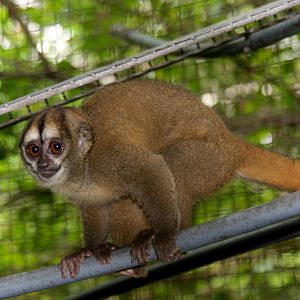 Spix's or noisy night monkey (Aotus vociferans)