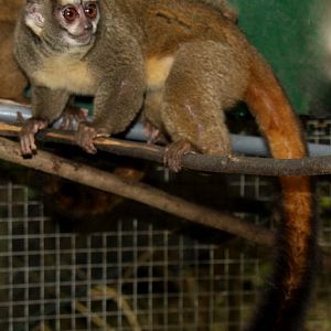 Spix's or noisy night monkey (Aotus vociferans)