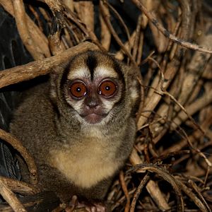 Spix's or noisy night monkey (Aotus vociferans)
