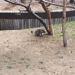 Koala switching trees