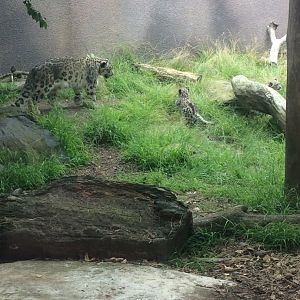 Snow leopard mother and cubs