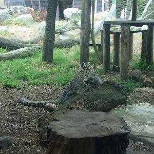 Snow leopard and cubs