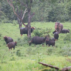 gaur and elephant