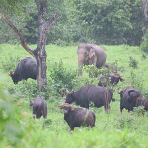 gaur and elephant