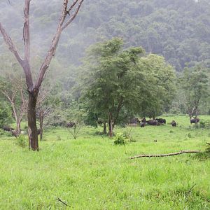 gaur