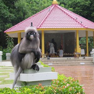 dusky langur