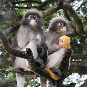 dusky langur