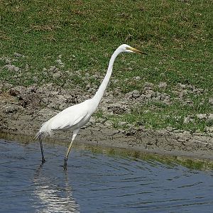 Great egret