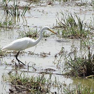Intermediate egret