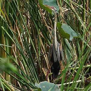 Purple heron