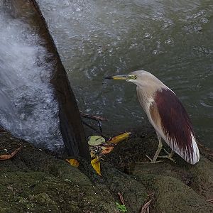 Indian pond heron