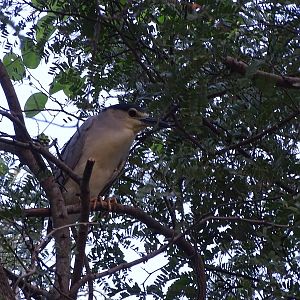 Black-crowned night heron