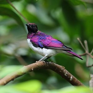 Amethyst Starling