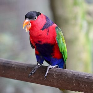 Black-capped Lory