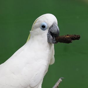 Blue-eyed Cockatoo