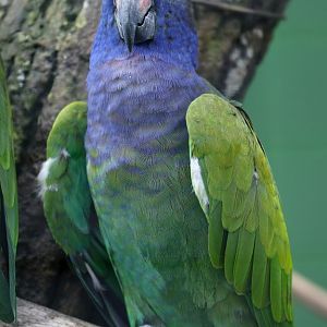 Blue-headed Parrot