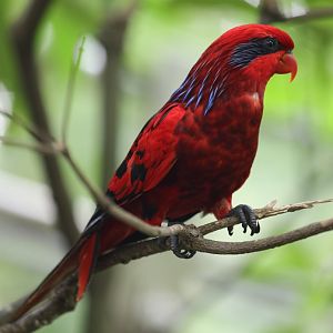 Blue-streaked Lory