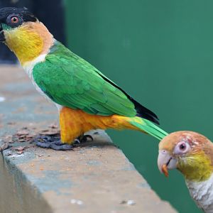 Caiques