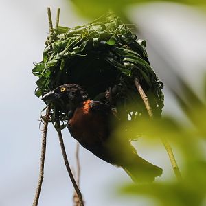 Chestnut Weaver