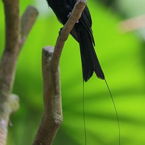 Greater Racquet-tailed Drongo
