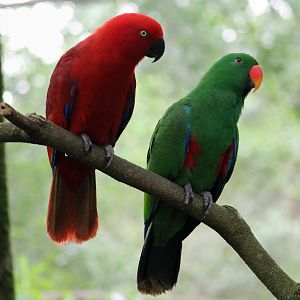Sumba Eclectus Parrots