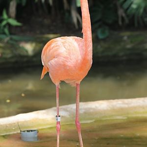 American Flamingo