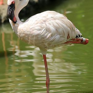 Lesser Flamingo
