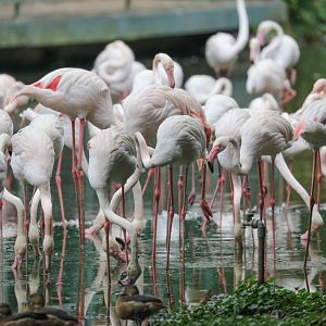 Greater Flamingo