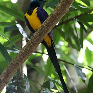 Giolden-breasted Starling