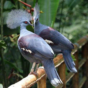 Common Crowned Pigeons