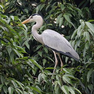 Grey Heron (wild)