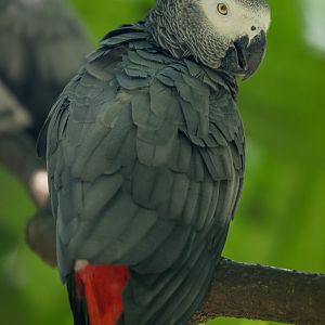 African Grey Parrot