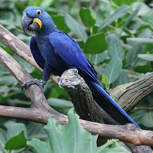 Hyacinth Macaw