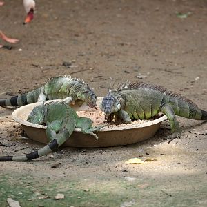 Green Iguanas in the flamingo enclosure