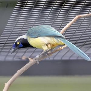 Green Jay