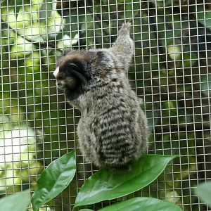 Black-tufted Marmoset