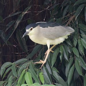 Black-crowned Night heron (wild)