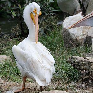 American White Pelican